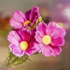Galazka Sztuczna Cosmos Fioletowa 65 Cm