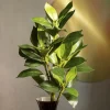 Galazka Sztuczna Edera Liscie 40 Cm