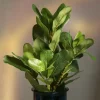 Galazka Sztuczna Edera Liscie 40 Cm