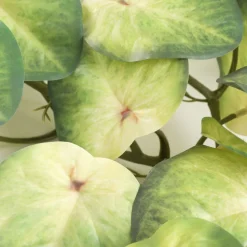 Girlanda Z Lisci Sztuczna Tropical Zone Koleus 172 Cm