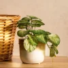 Roslina Sztuczna Semela Epipremnum Zlocista 18 Cm
